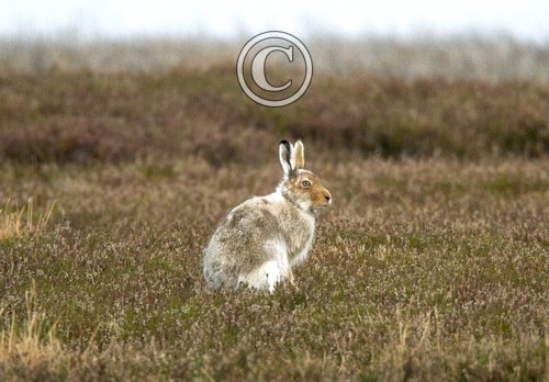 Mountain or Blue Hare DM0988